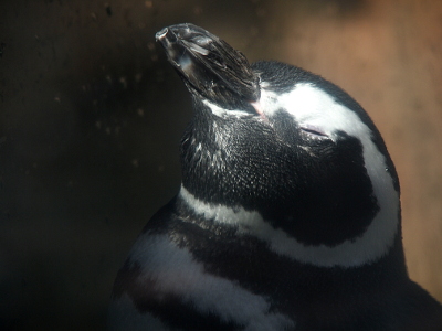 [Close view of the head of a penguin who has its eyes closed. The beak is all black and resembles irregular crumpled tree bark.]